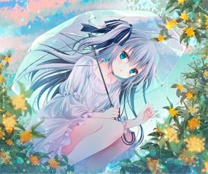 シロガネヒナ　雨華香る道で