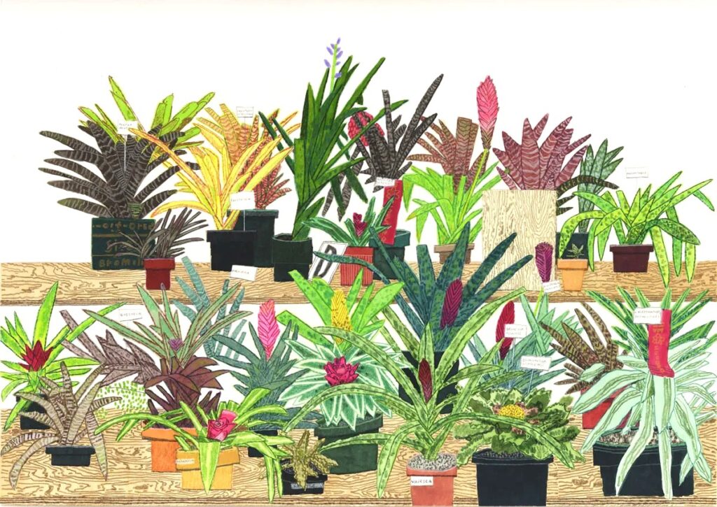 ブロメリアの静物画《Bromeliad Still Life》（2021）